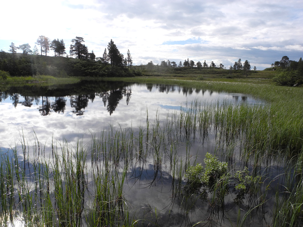 Thulite Bead Strand Oval - 1 pc Thulite Bead Strand Oval - 1 pc
