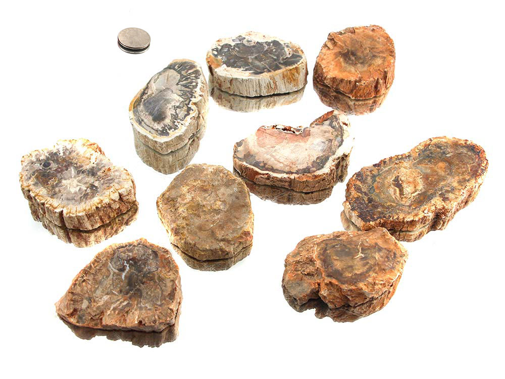 Madagascar Petrified Wood - Polished Ends/Slabs - 1 lb Madagascar Petrified Wood - Polished Ends/Slabs - 1 lb