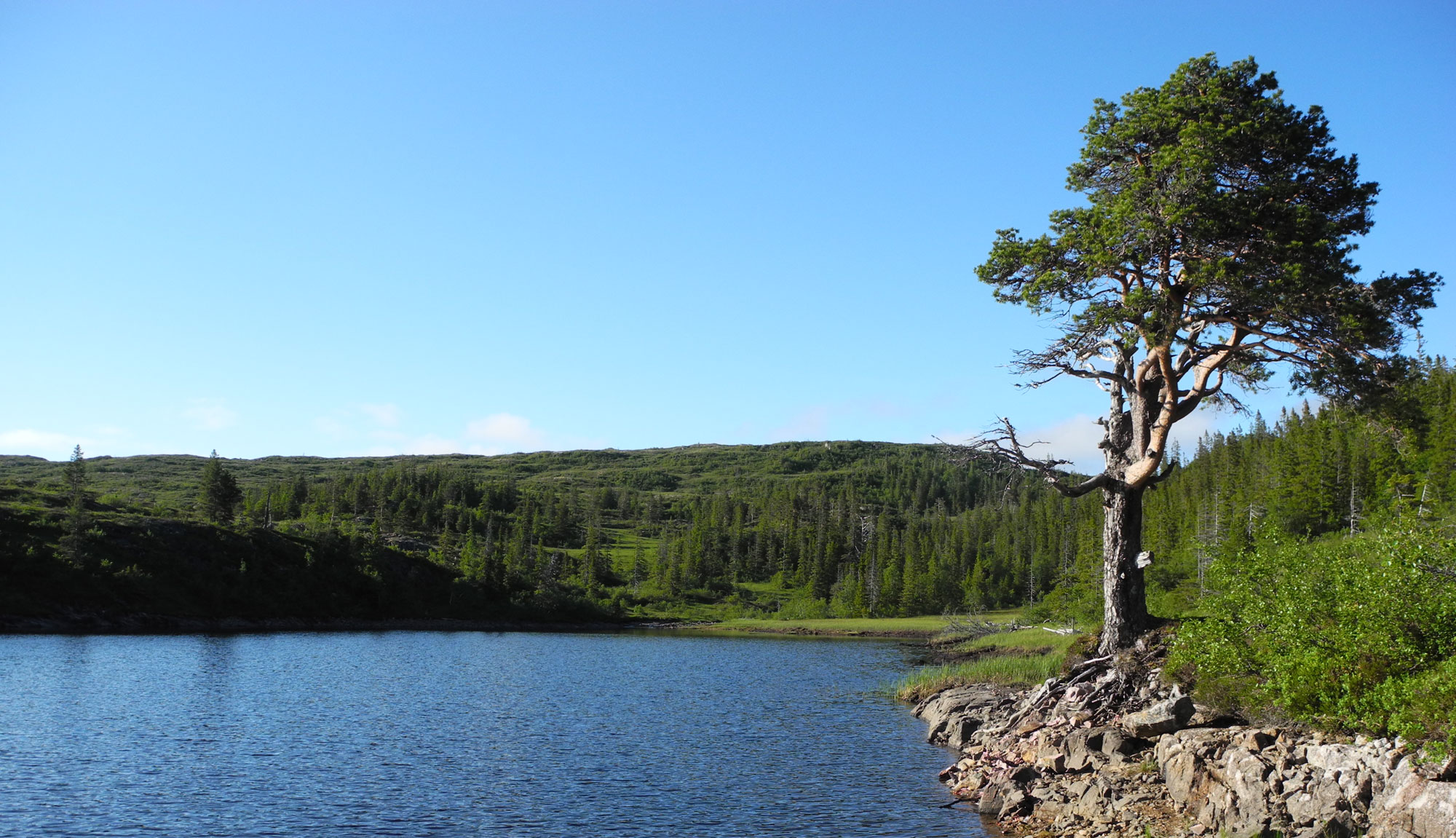 Thulite Jewelry Donut 40 mm - 1 pc Thulite Jewelry Donut 40 mm - 1 pc