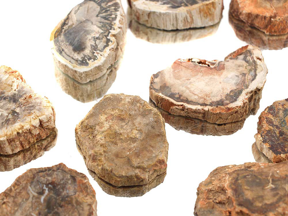 Madagascar Petrified Wood - Polished Ends/Slabs - 1 lb Madagascar Petrified Wood - Polished Ends/Slabs - 1 lb