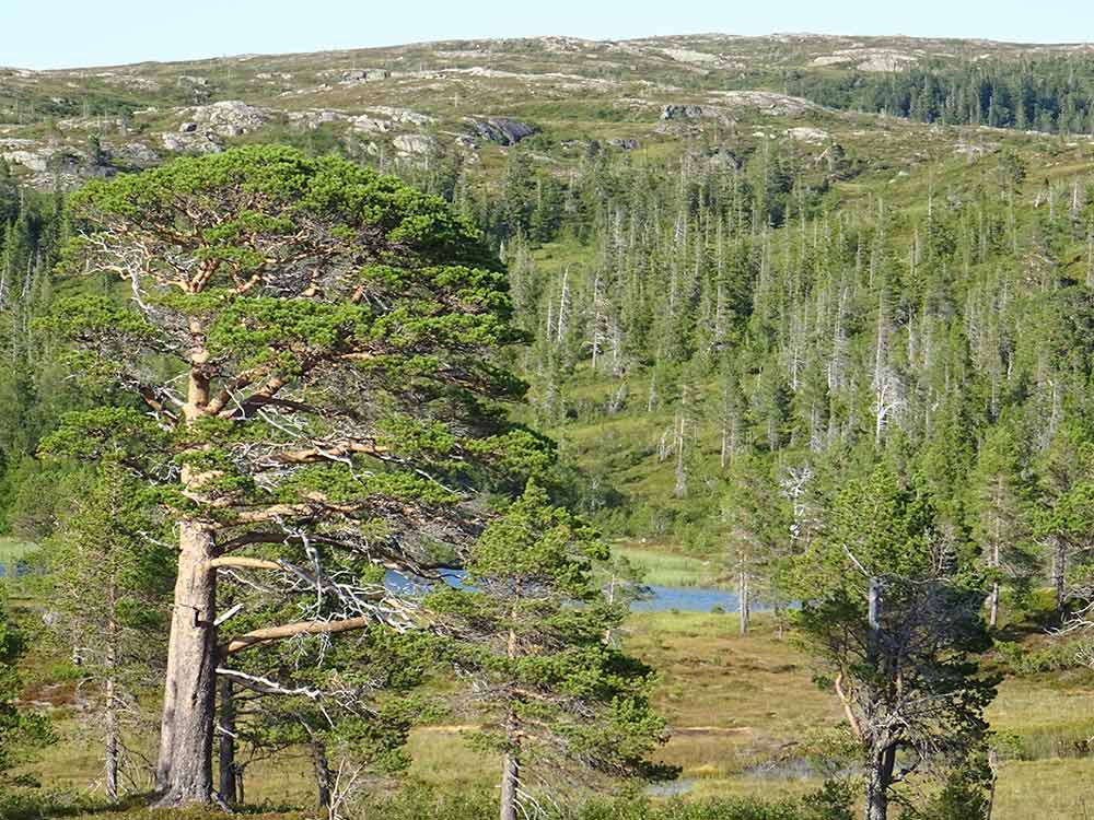 Thulite Tumbled Stones - 1 lb Thulite Tumbled Stones - 1 lb
